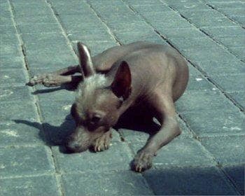 Mexicanhairless dog