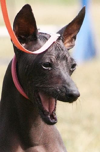 Mexicanhairless dog