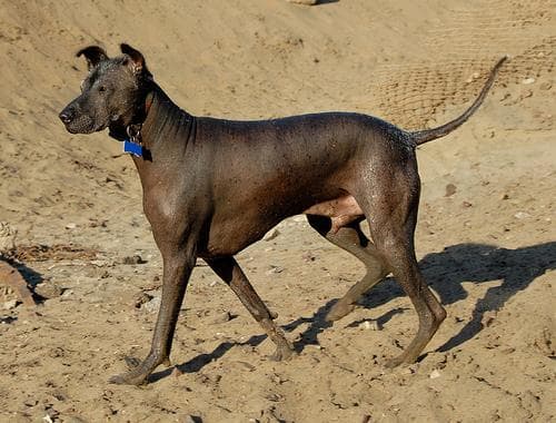 Mexicanhairless dog