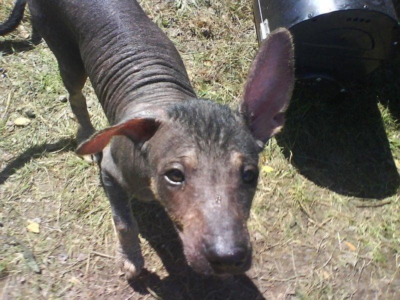 Mexicanhairless dog