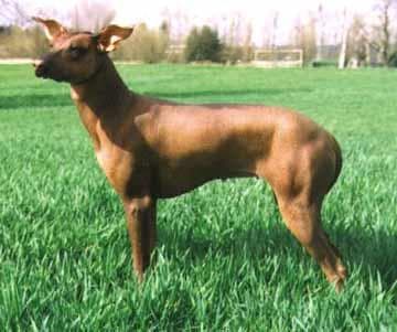 Mexicanhairless