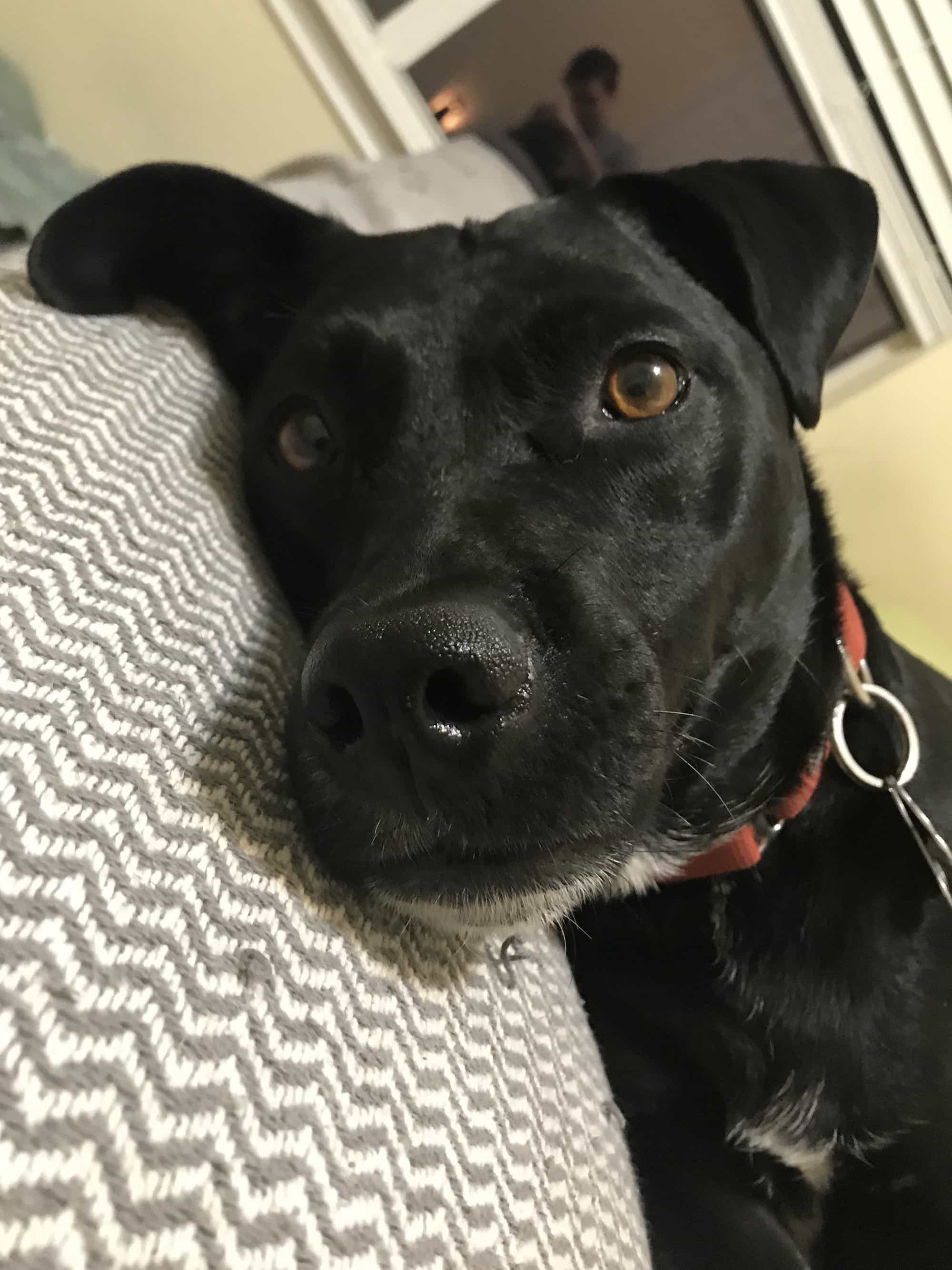 Mix dog