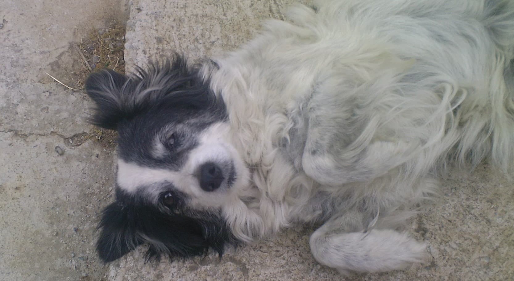 Winter Dog Nutrition: Adjusting Your Dog's Diet for Cold Weather