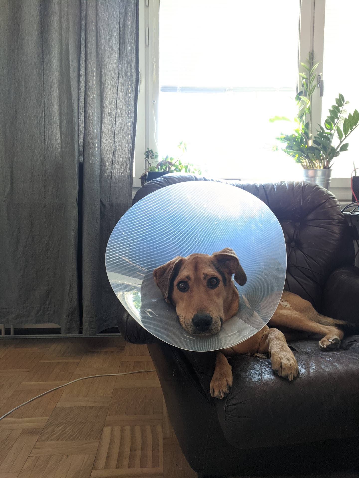 Mix dog