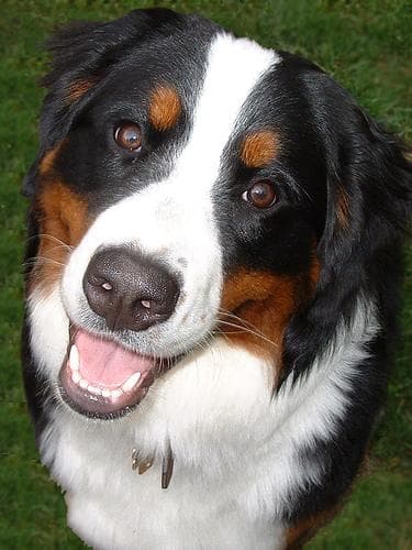 Mountain Bernese dog