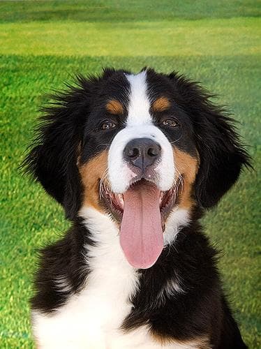 Mountain Bernese dog