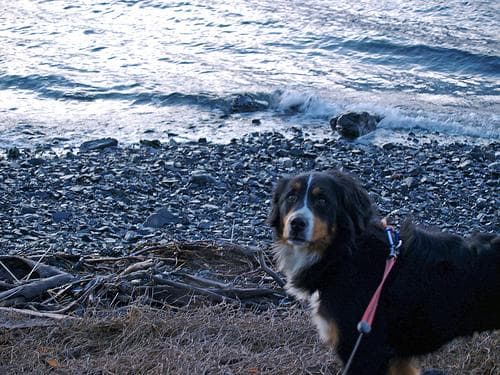 Mountain Bernese dog