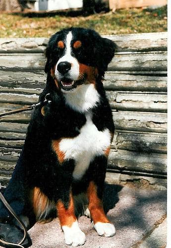 Mountain dog