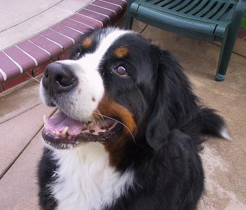 Mountain dog
