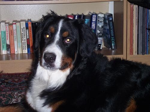 Mountain Bernese dog