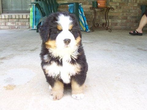 Mountain Bernese