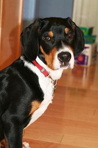 Mountain Swiss dog