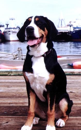 Mountain Swiss dog
