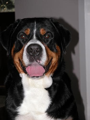 Mountain Swiss dog