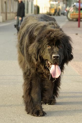 Newfoundland dog
