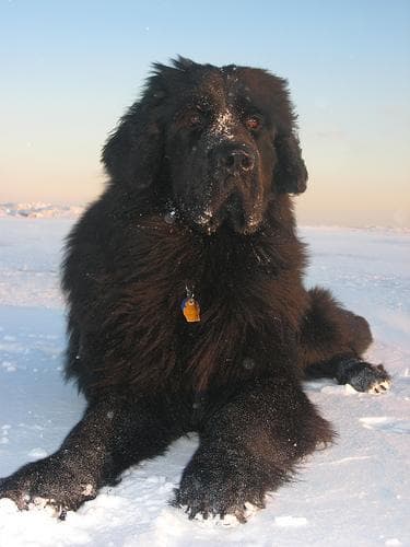 Newfoundland dog