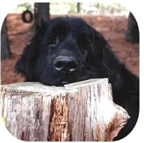 Newfoundland dog