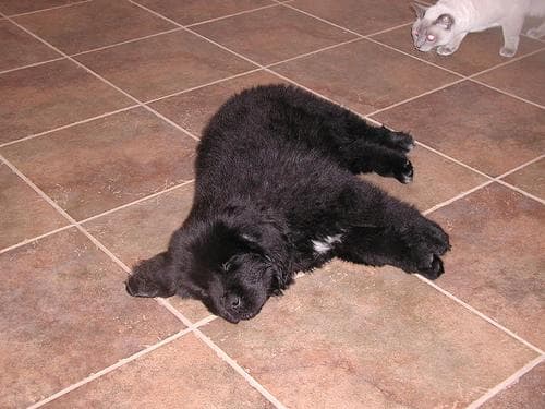 Newfoundland dog