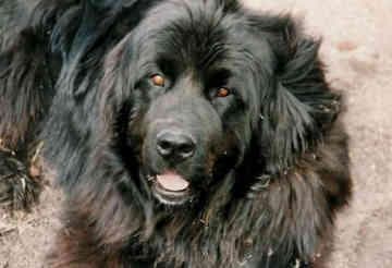 Newfoundland
