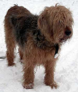Otterhound dog