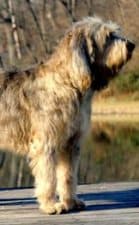 Otterhound dog