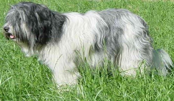 Otterhound dog