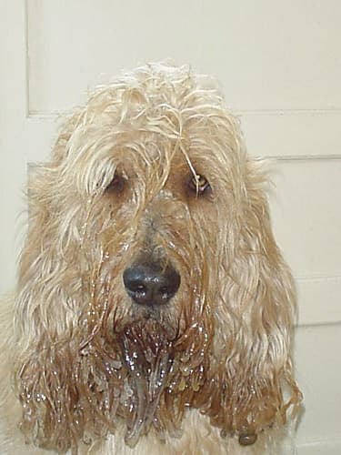 Otterhound