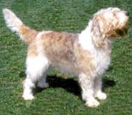 Otterhound dog