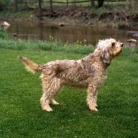 Top 10 Most Popular Dog Breeds in India: From Indigenous to International Favorites