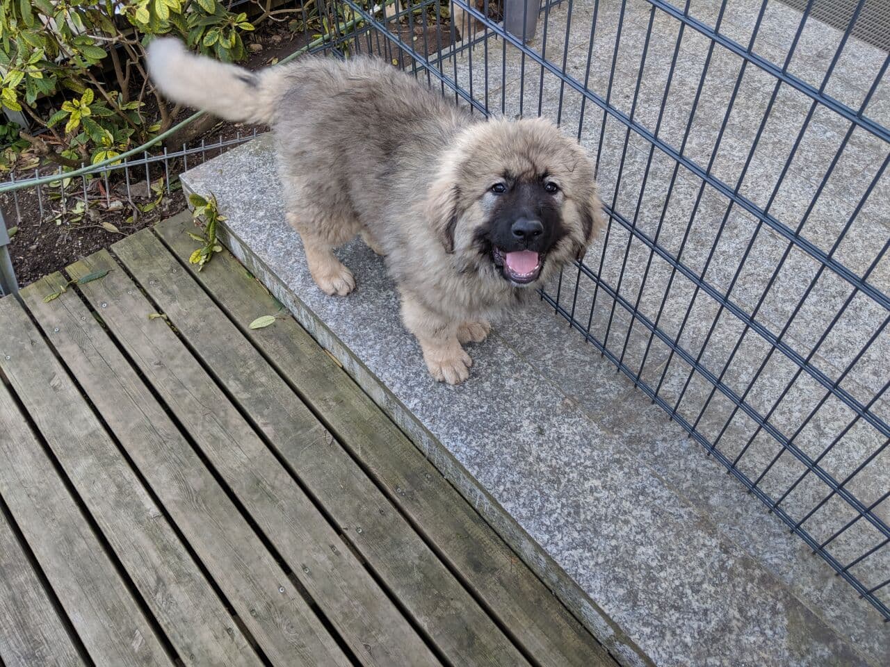Ovcharka Caucasian dog