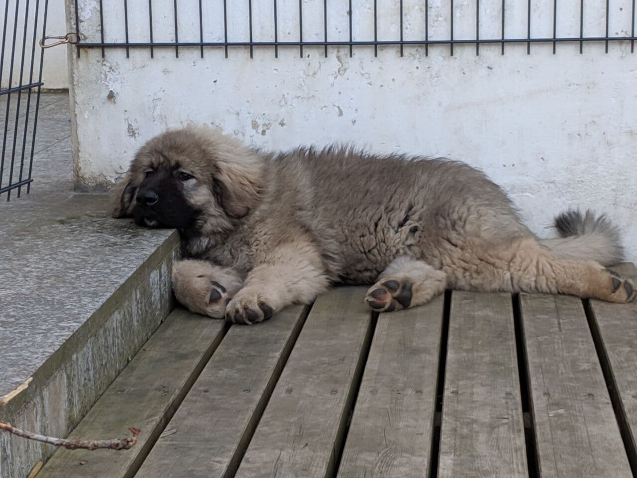 Ovcharka dog