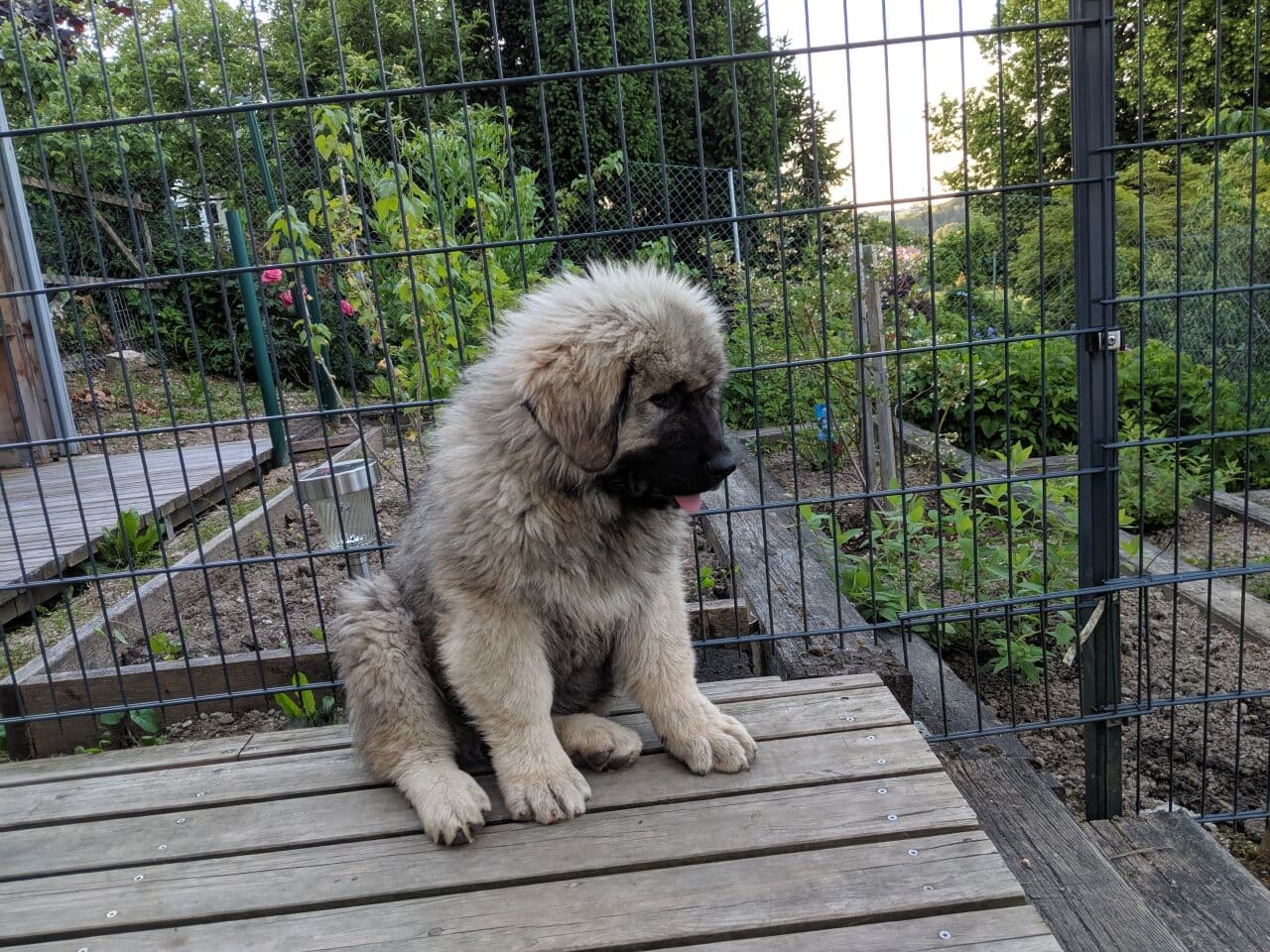 Ovcharka dog