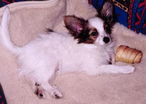 Papillon dog