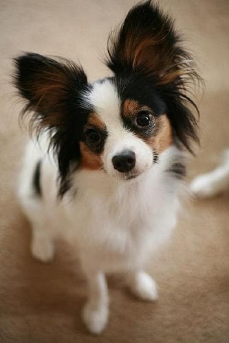 Papillon dog