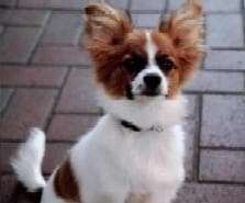Papillon dog