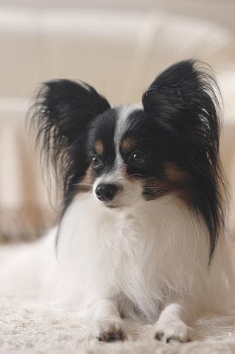 Papillon dog