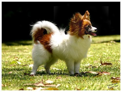 Papillon
