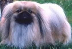 Pekinese dog