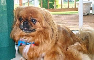 Pekinese dog