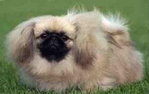 Pekinese dog