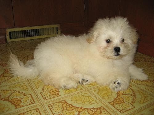 Pekinese dog