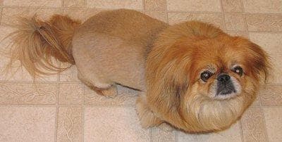 Pekinese