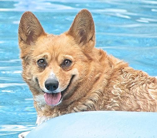 Pembroke dog