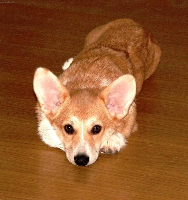 Pembroke dog