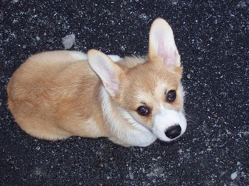 Pembroke dog