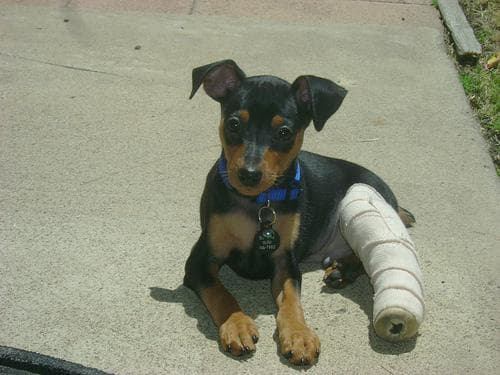 Pinscher Miniature dog
