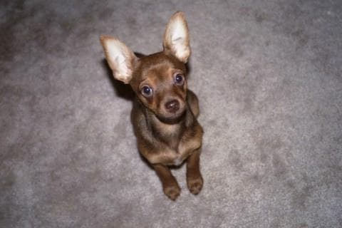 Pinscher Miniature dog