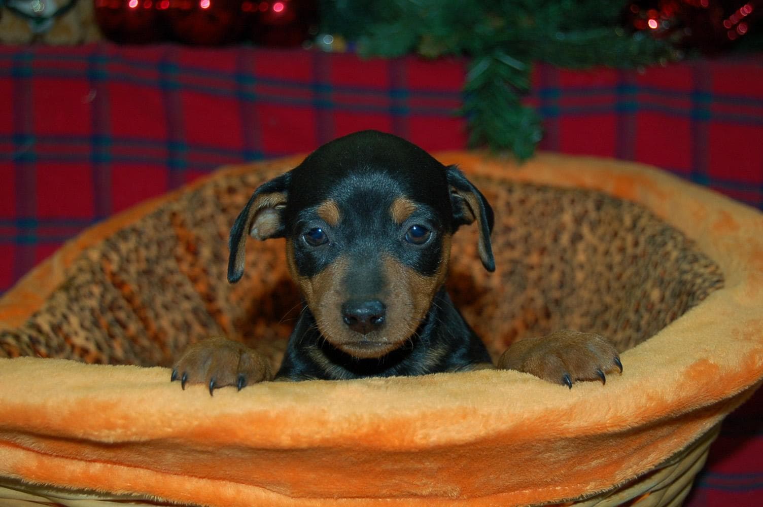 Pinscher dog