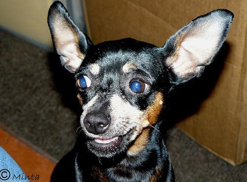 Pinscher Miniature dog