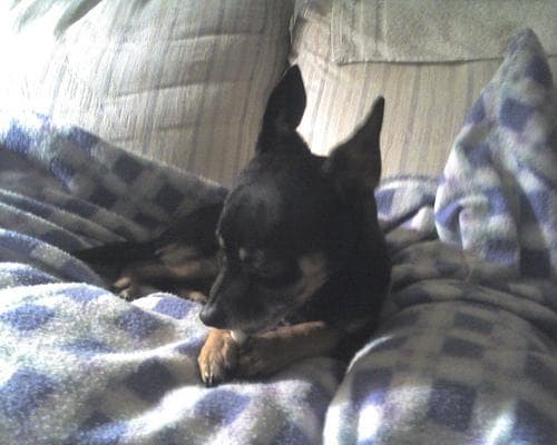 Pinscher